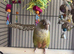 High Red Green cheek & Pineapple Conure