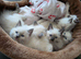 Beautiful Ragdoll Kittens