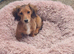 Dachshund longhair