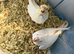 Super cuddly tame baby cockatiels