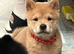 Chows ready and reduced !!
