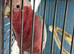 Baby cockatoo Glasgow