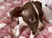 Staffy female pup