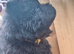 (last boy remaning) Adorable KC Registered Chow Chow Puppies For Sale