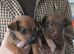 Patterdale terrier puppies