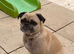Loving dog needs new home