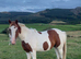 2 year old gelding to make 15.2hh