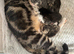 Kittens for sale