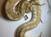 Various royal pythons for sale