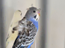 Pair violet helicopter budgies