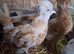 Ready for new home approximately 12/14 week old polish, soft feather silkies