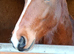 RID 2year old gelding