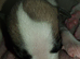 Whippet Puppies