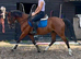 Teenagers dream / Future all rounder