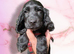 Cocker Spaniel Puppies