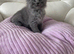 Male Ragdoll x Maine Coon Kitten