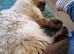 Mitted chocolate male 6yrs old Seal point female 6yrs old