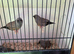 Charcoal zebra finches