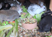 Rabbits