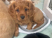 Cavapoo