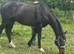 Dream, 17h gentle giant thoroughbred