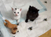 Unique fluff kittens