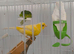 Two young roller hens ** One available**