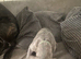 Puppys for sale