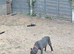 American Staffordshire terrier. Ready to leave.