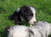 Bearded Collie Puppies
