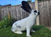 Rabbit Babies Looking for Their Forever Homes!