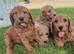 Quality Cockapoo Puppies