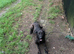 male dutch herder  x mali