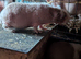 Skinny pig males and skinny carrier males