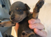 Stunning tiny Blue boy Kc registered