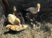Ducklings 2 weeks old
