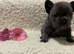 Beutful frenchie puppies