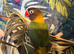 Hand-reared love birds