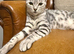 Bengal kittens