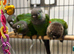 Beautiful black capped conures for sale