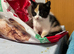 2 beautiful half Persian kittens for sale