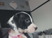 American bully cross dalmation (Girl)