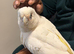 Handreard tame cockatoo