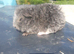 Baby Teddy Guinea pig - Available Now 2 for &pound;70