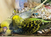 2 bonded budgies
