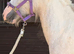 Heavy yearling filly