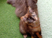 Maine coon cross kitchens