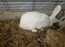 Selling beautiful 3 adult rabbit