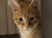 Ziggy ginger tabby