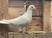 PURE WHITE LOGAN PIGEON